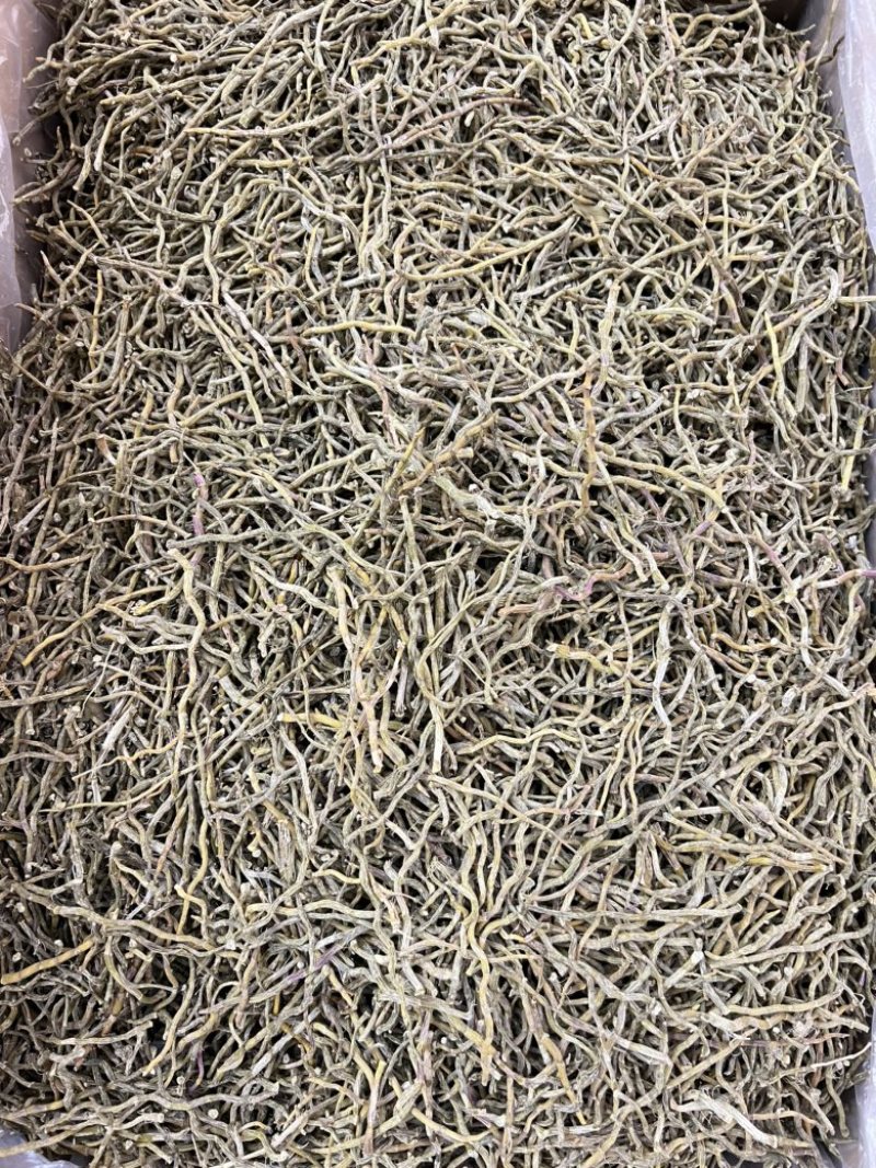 铁皮石斛干条，打粉条芽条价格实惠，现货500公斤。
