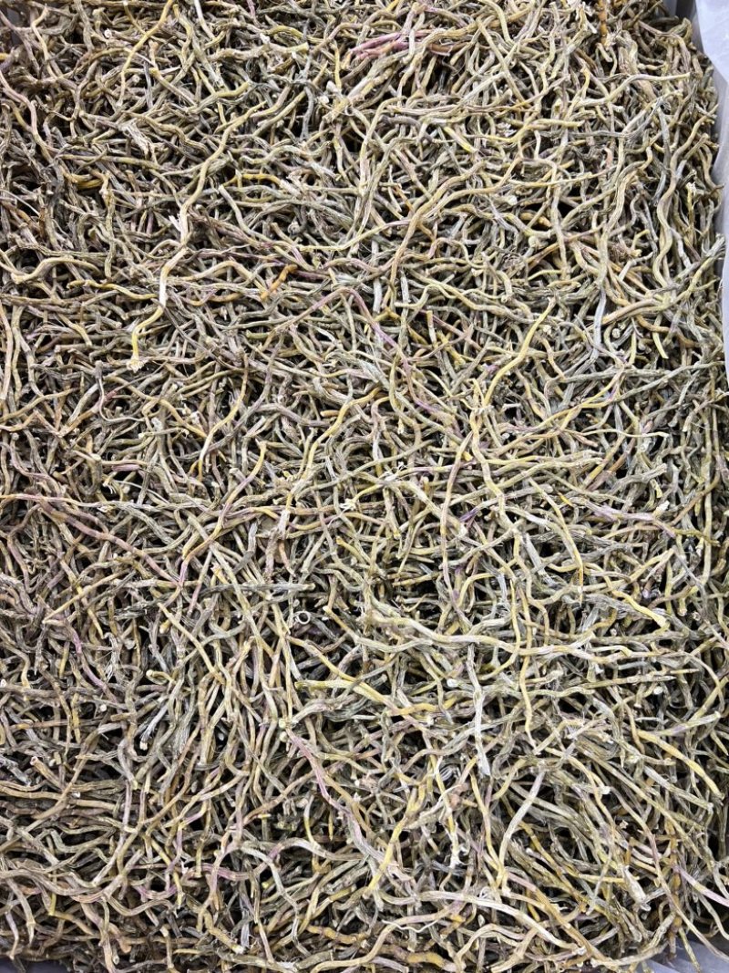 铁皮石斛干条，打粉条芽条价格实惠，现货500公斤。