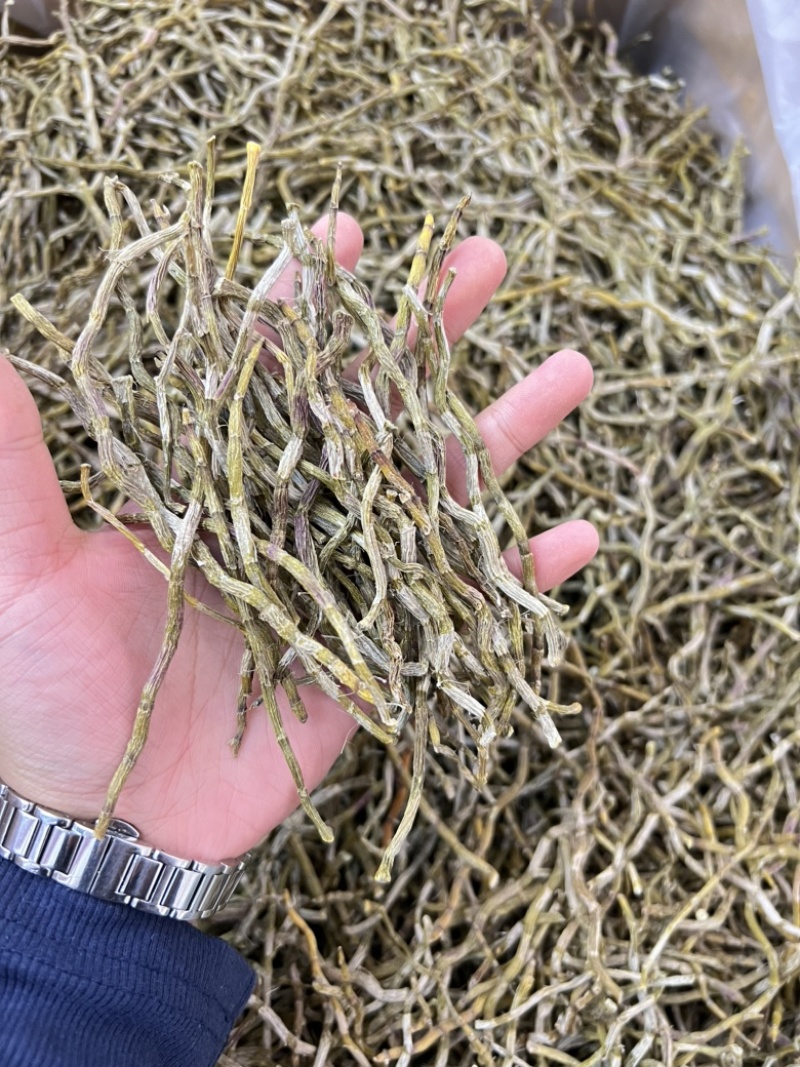 铁皮石斛干条，打粉条芽条价格实惠，现货500公斤。