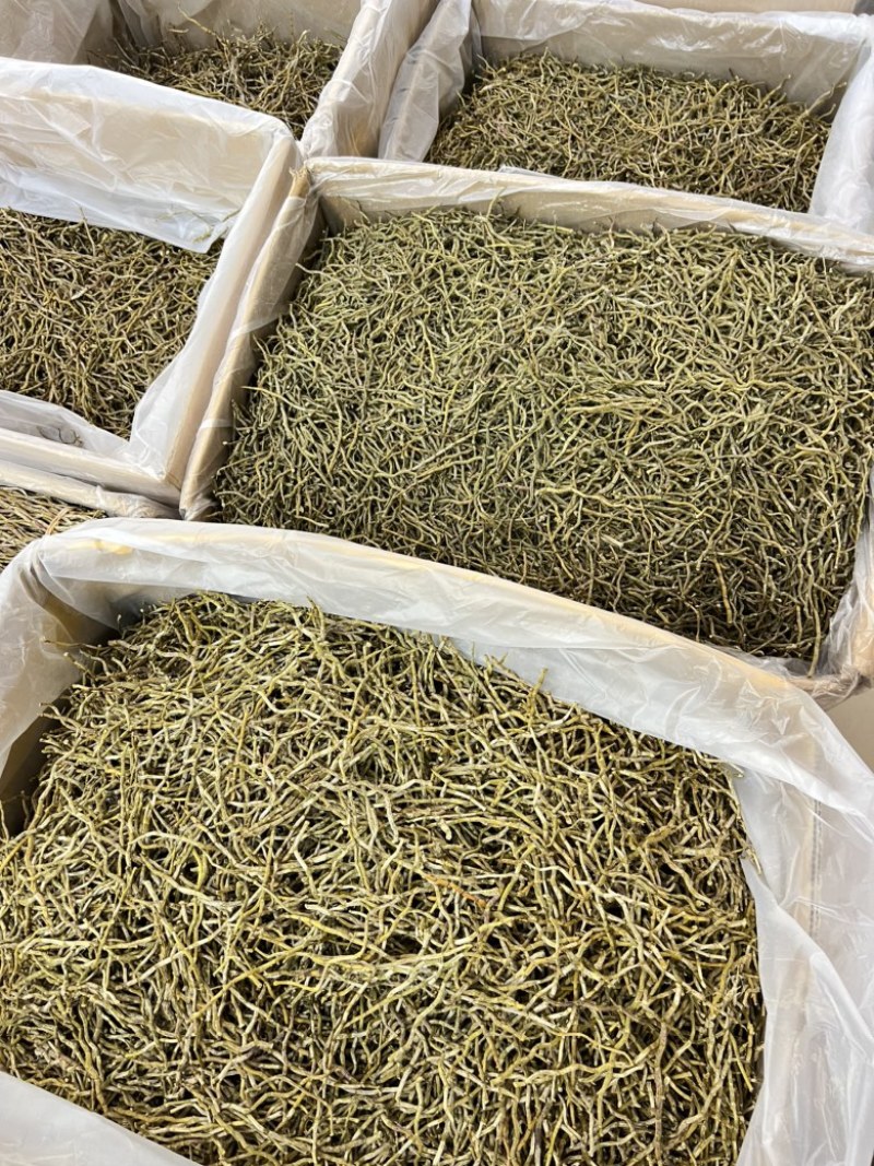 铁皮石斛干条，打粉条芽条价格实惠，现货500公斤。