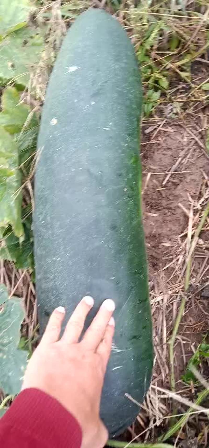 湖南岳阳产地，露天地冬瓜，大量有货，全国供应