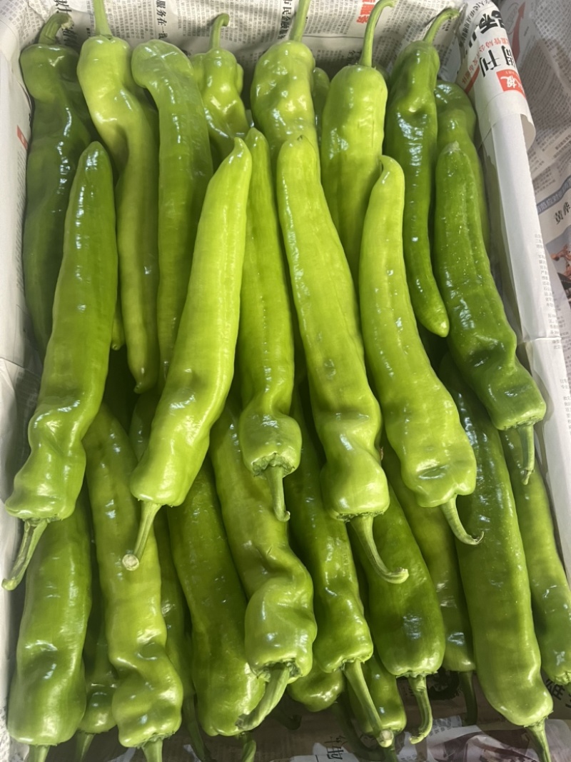 【推荐】河南安阳精品尖椒大量上市产地直发保质保量对接全国