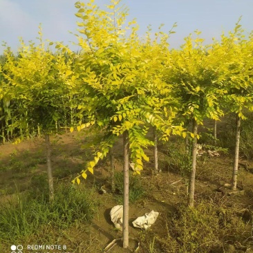 金叶榆