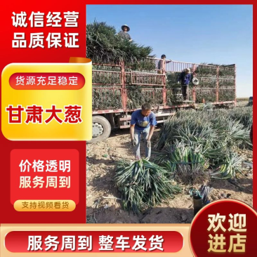 甘肃新鲜大葱产地直发品质优良健康诚信经营