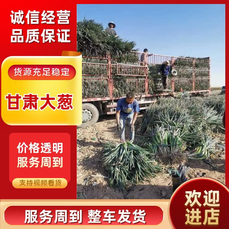 甘肃新鲜大葱产地直发品质优良健康诚信经营