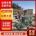 甘肃新鲜大葱产地直发品质优良健康诚信经营
