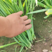 精品好韭菜
