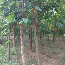 龙桑，桑树