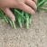 精品好韭菜