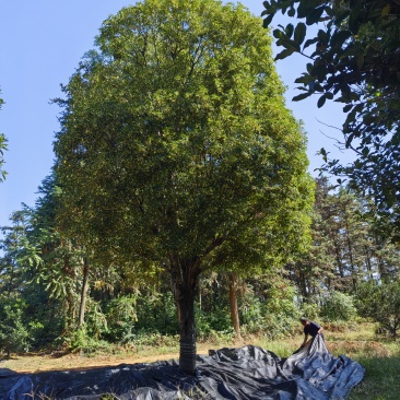 25公分桂花树、桂林桂花树、广西桂花树