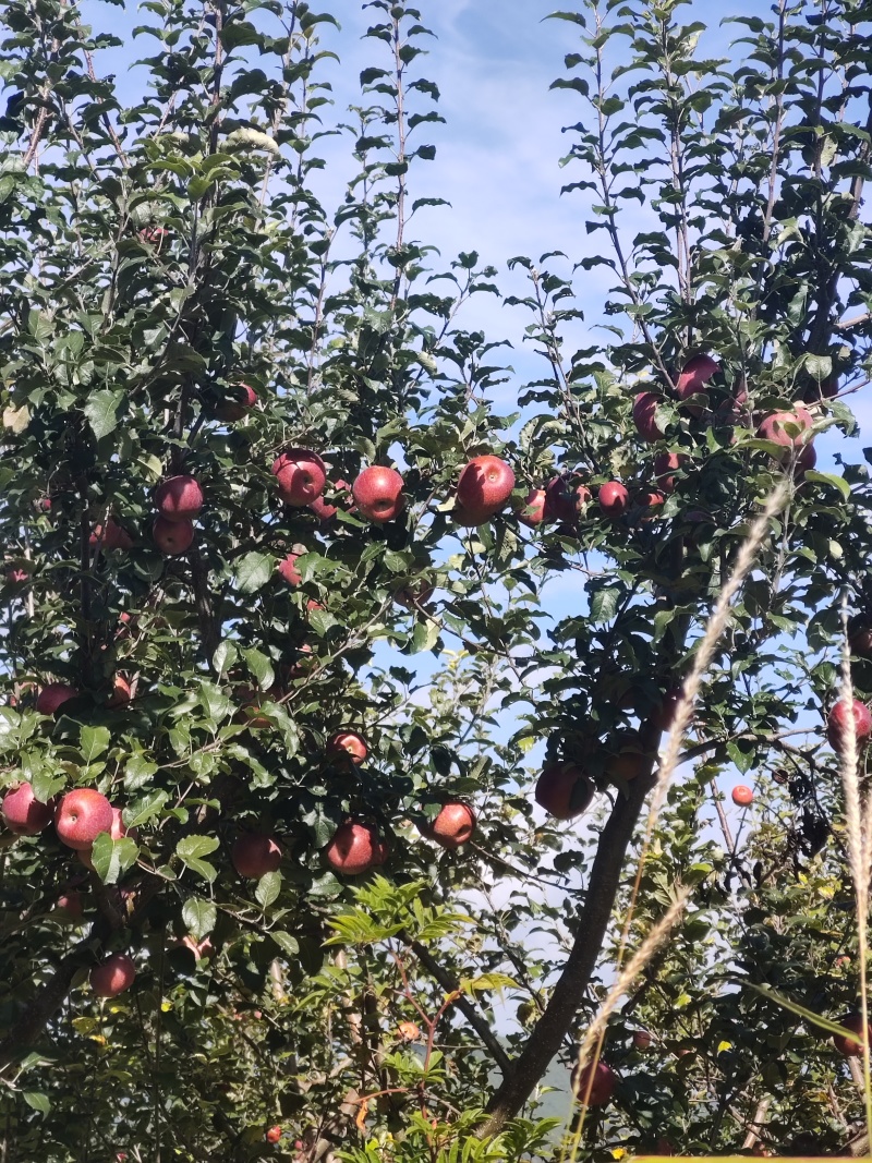丽江宁蒗泸沽湖糖心丑苹果