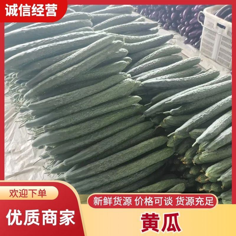 密刺黄瓜大量上市产地直发一手货源品质保证诚信经营欢迎来电