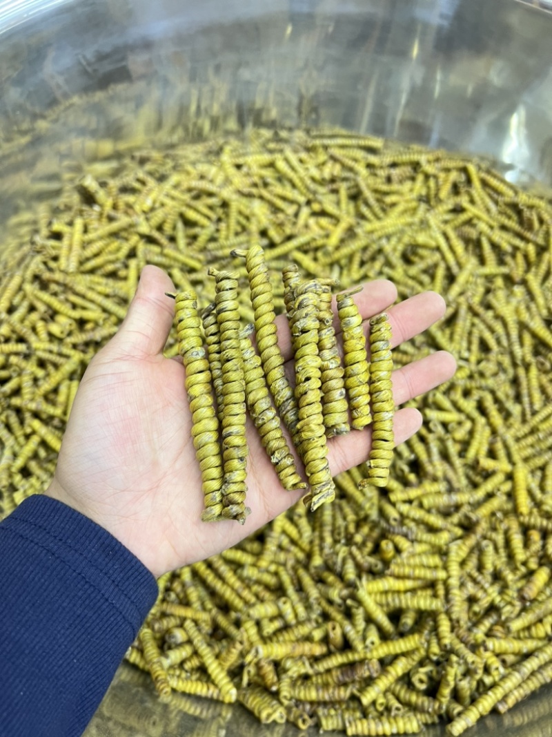 铁皮石斛龙头凤尾，高货版本粗长条，基地发货，可视频看货！