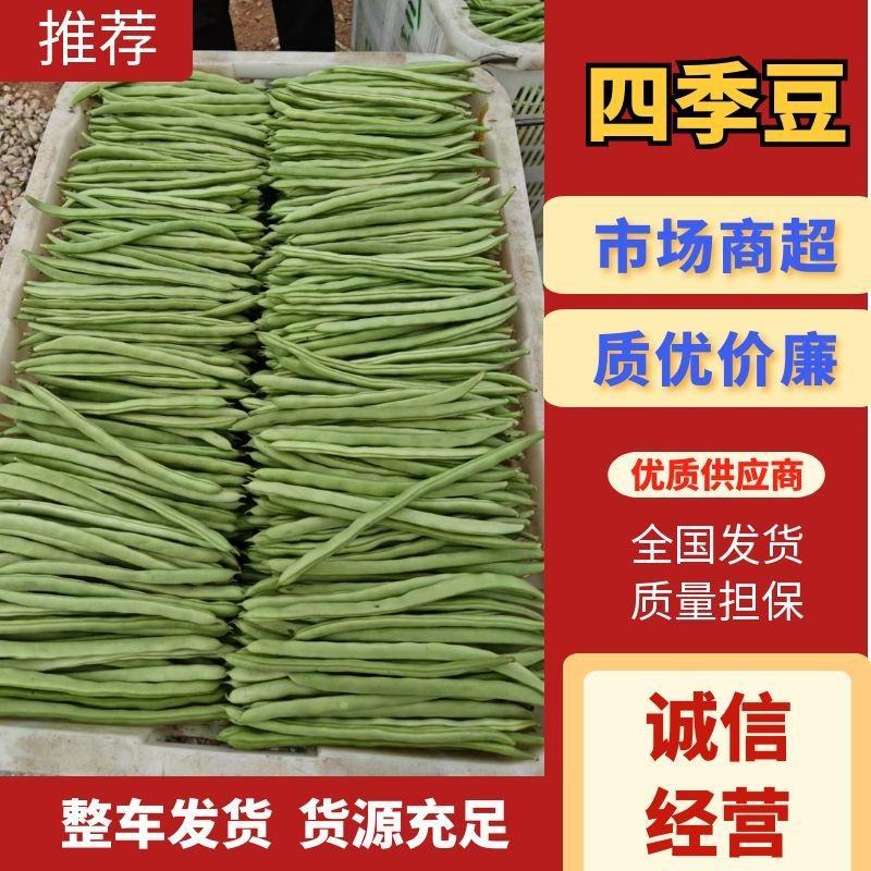 【牛商商家】云南四季豆，无筋豆，产地发货，量大从优