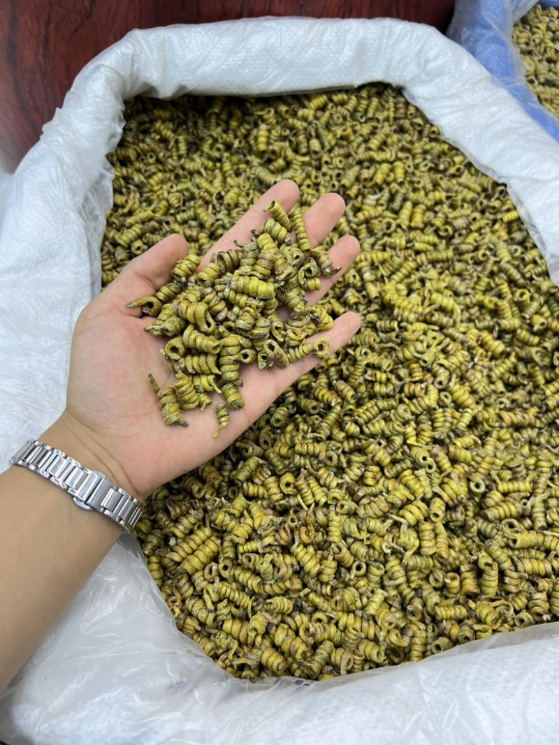 铁皮石斛龙头凤尾短粒，量大价优，基地发货，可视频看货！
