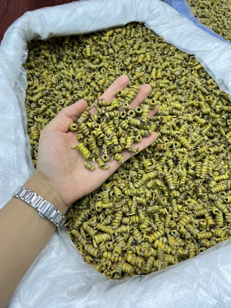 铁皮石斛龙头凤尾短粒，量大价优，基地发货，可视频看货！