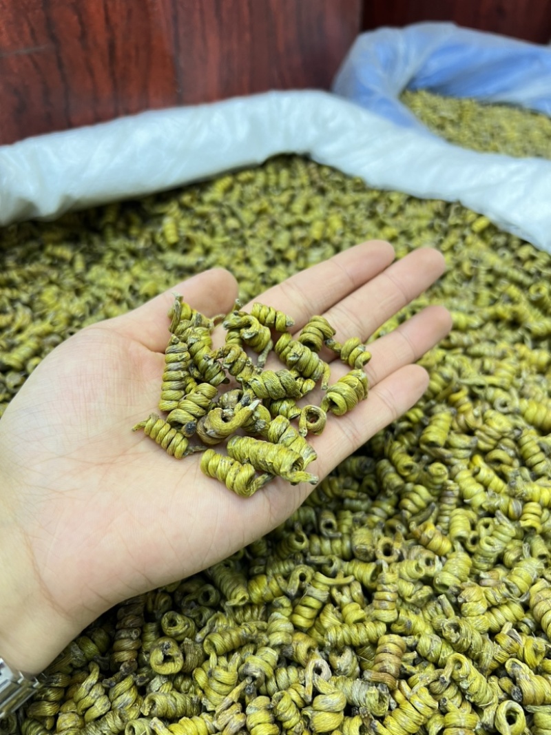 铁皮石斛龙头凤尾短粒，量大价优，基地发货，可视频看货！