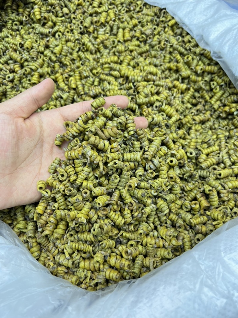 铁皮石斛龙头凤尾短粒，量大价优，基地发货，可视频看货！