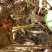猕猴桃实生苗2年苗
