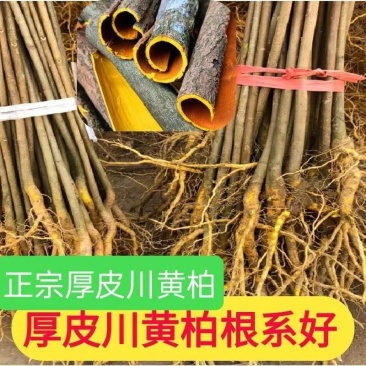 黄柏树苗川黄柏树苗优质厚皮黄柏树苗经济药材
