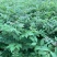 黄柏树苗川黄柏树苗优质厚皮黄柏树苗经济药材