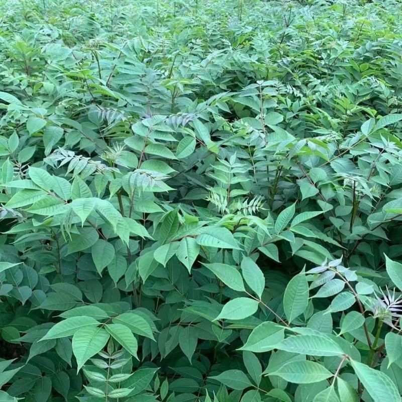 黄柏树苗川黄柏树苗优质厚皮黄柏树苗经济药材