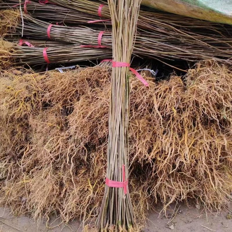 黄柏树苗川黄柏树苗优质厚皮黄柏树苗经济药材
