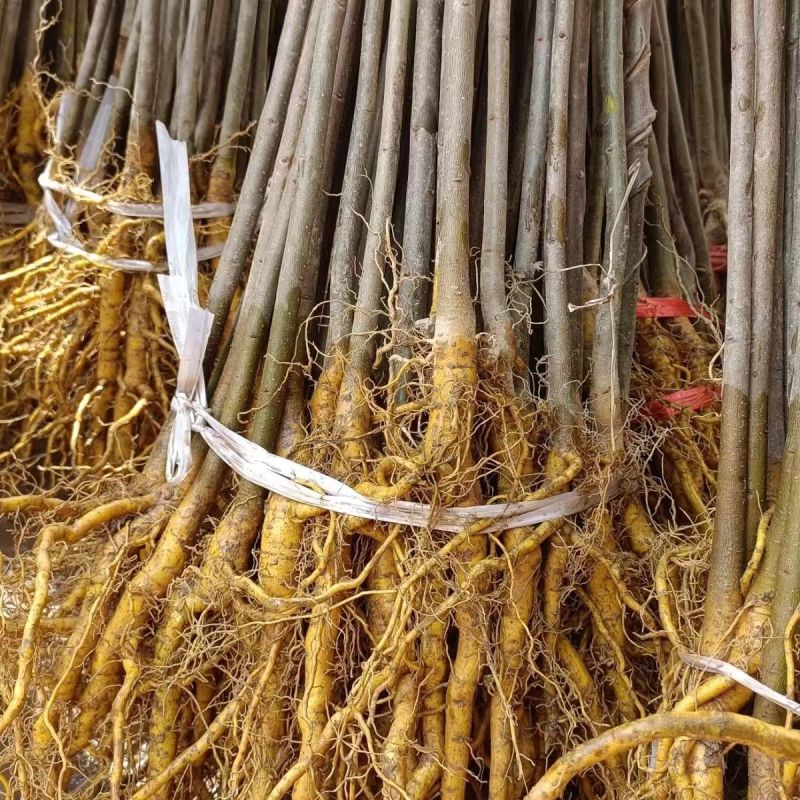 黄柏树苗川黄柏树苗优质厚皮黄柏树苗经济药材