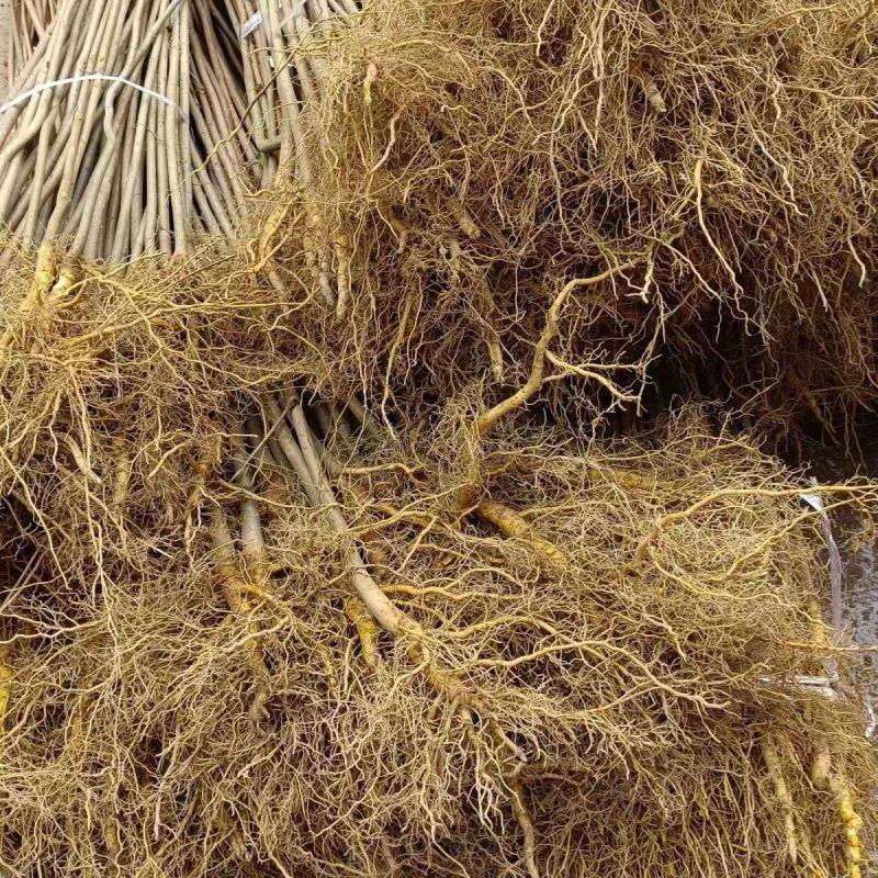 黄柏树苗川黄柏树苗优质厚皮黄柏树苗经济药材