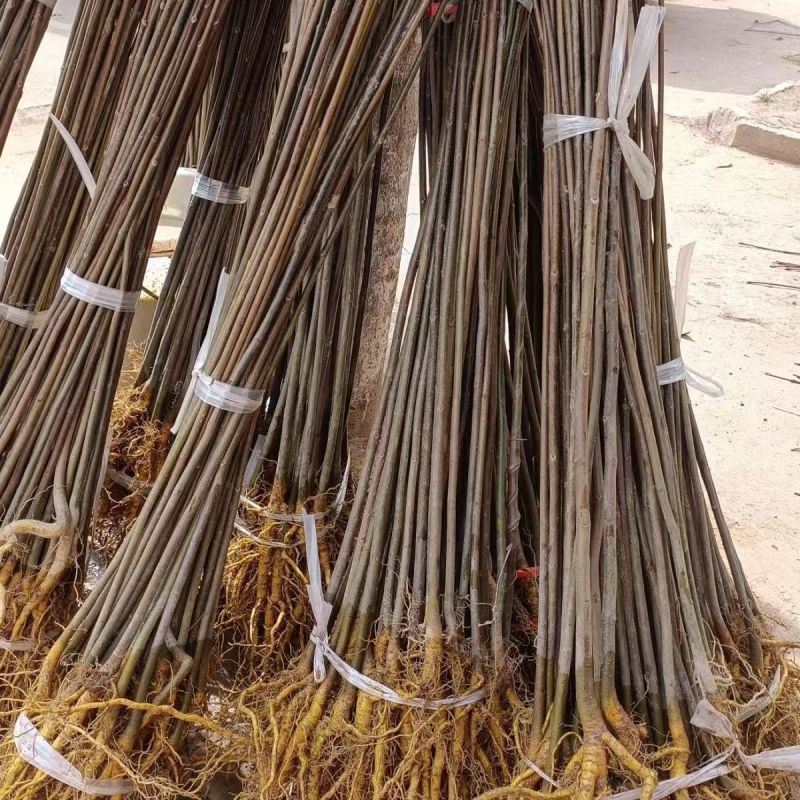 黄柏树苗川黄柏树苗优质厚皮黄柏树苗经济药材