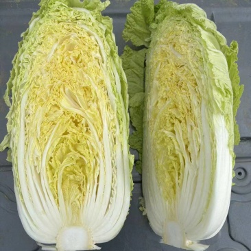 高山大白菜，品质好，价格便宜！