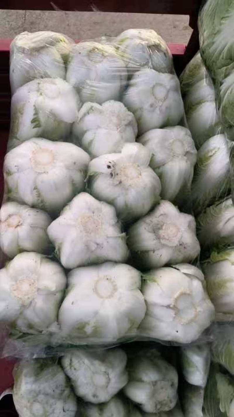高山大白菜，品质好，价格便宜！