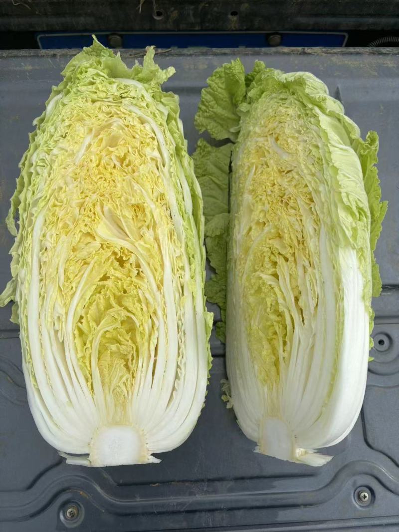 高山大白菜，品质好，价格便宜！