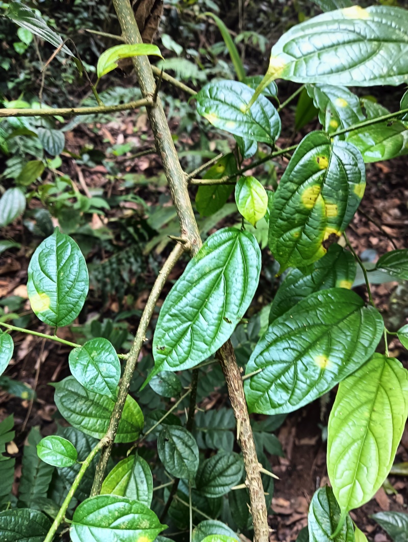 穿破石、黄龙退壳、九层皮