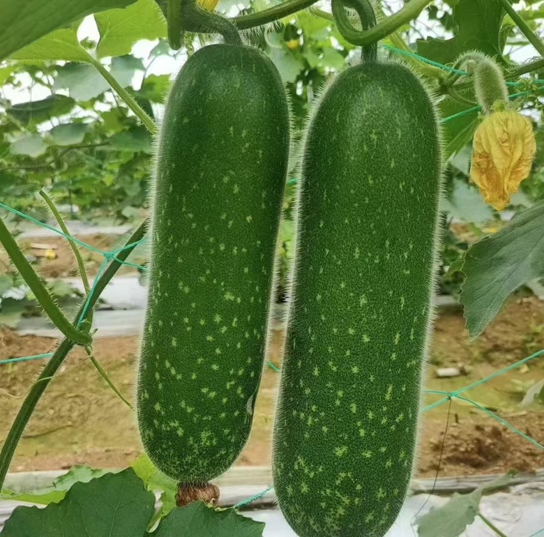 冬瓜藤的嫩芽与嫩叶