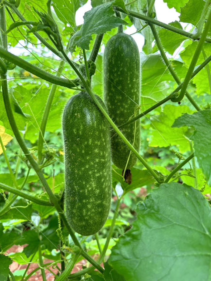 广东毛节瓜小冬瓜毛瓜，产地直发，可以按规格分拣。