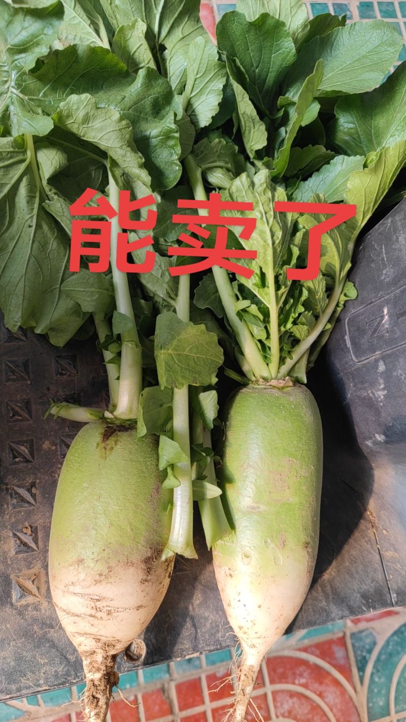 今年的青萝卜是臭到家了，不管贵贱某人要