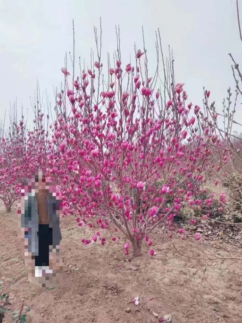 玉兰紫玉兰广玉兰黄玉兰白玉兰娇红一号庭院绿化苗木