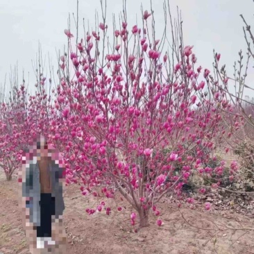 玉兰紫玉兰广玉兰黄玉兰白玉兰娇红一号庭院绿化苗木