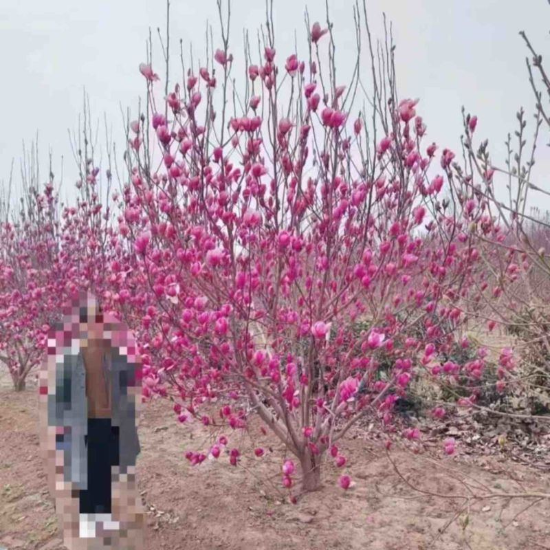 玉兰紫玉兰广玉兰黄玉兰白玉兰娇红一号庭院绿化苗木