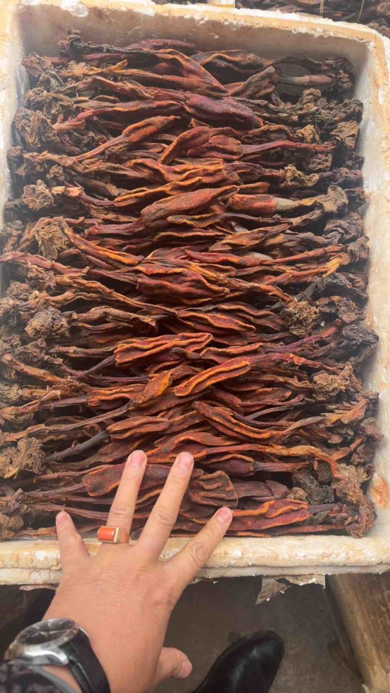 云南锦华药材批发部回春草，自己的加工厂，保证一手货源。
