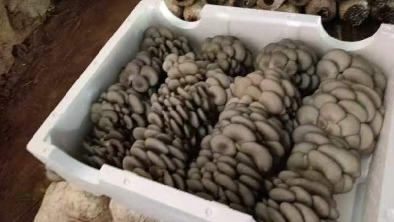 鲜平菇大量有货自己的种植基地欢迎客商电话订货