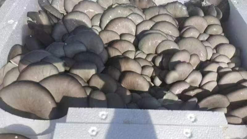 鲜平菇大量有货自己的种植基地欢迎客商电话订货