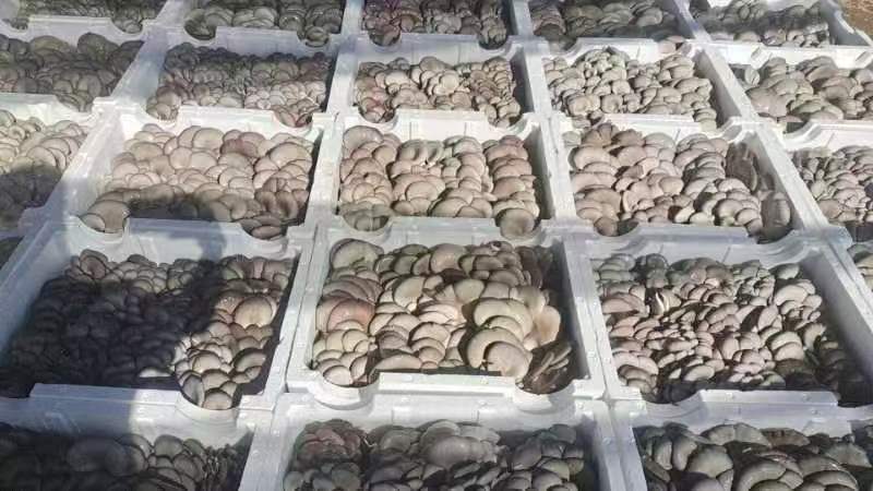 鲜平菇大量有货自己的种植基地欢迎客商电话订货