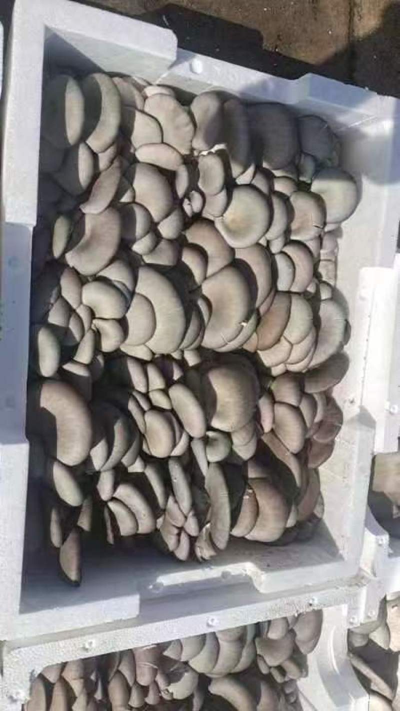 鲜平菇大量有货自己的种植基地欢迎客商电话订货