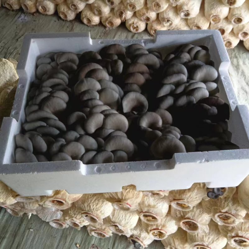 鲜平菇大量有货自己的种植基地欢迎客商电话订货