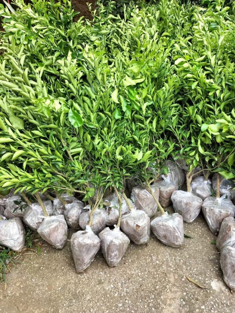 红橘粘木耙耙柑苗
