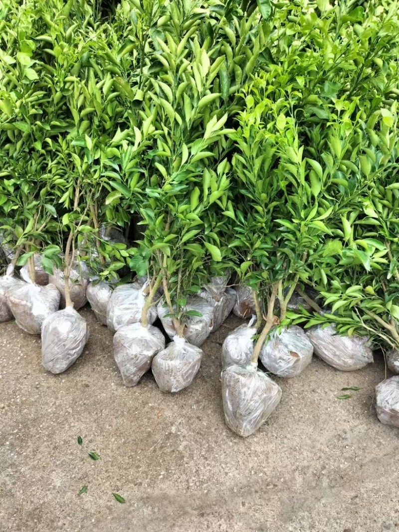 红橘粘木耙耙柑苗