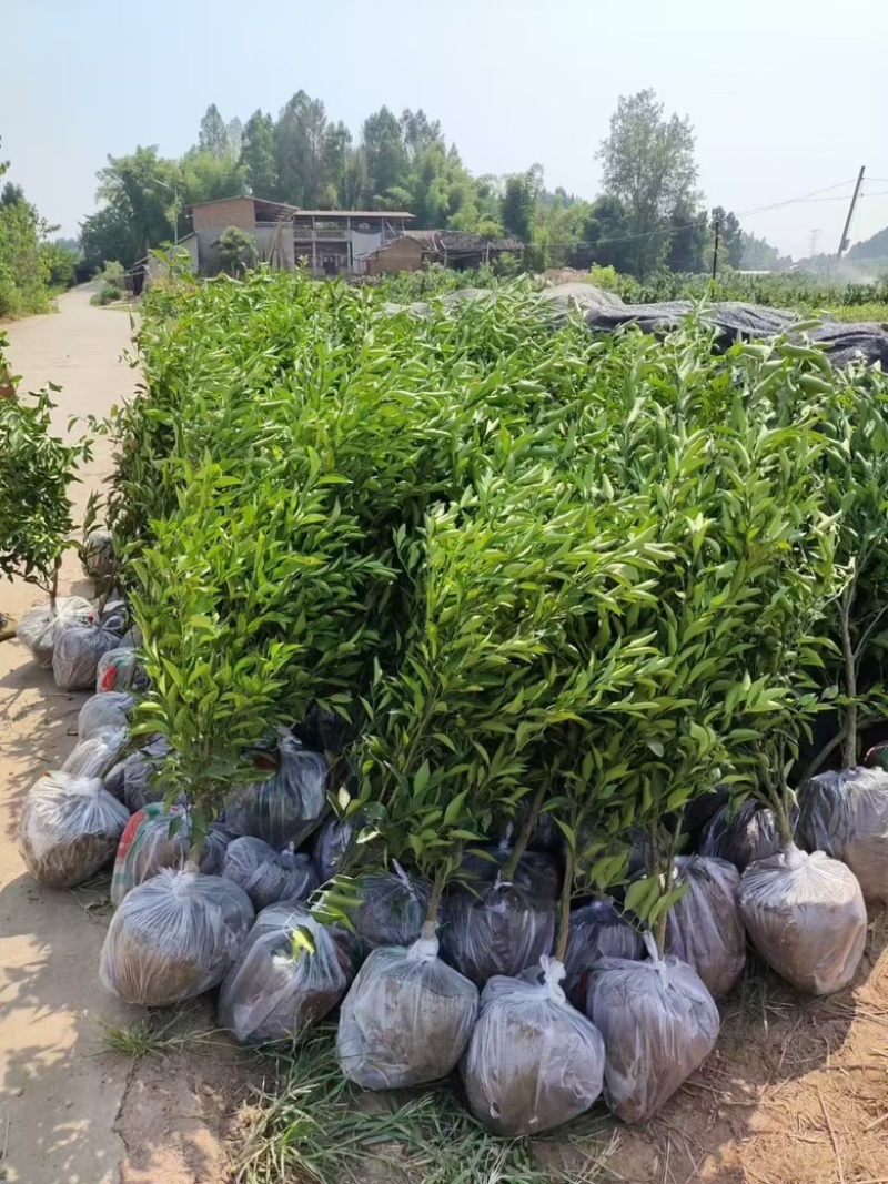 红橘粘木耙耙柑苗