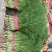 【质量好！】邯郸茴香、荤香、产地直发、30公分一手货源